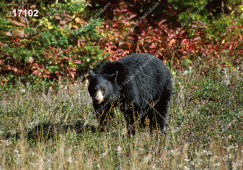 American Black Bear (Ursus americanus)